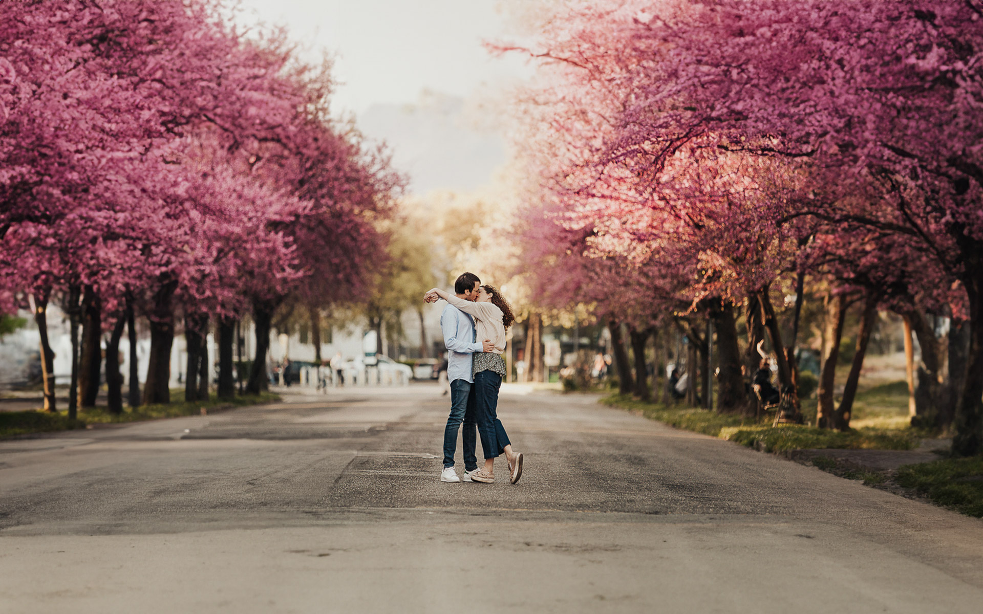 Servizio fotografico di coppia alla Crocetta di Torino.. Fioritura dei ciliegi rosa. hanami. Coppia si bacia