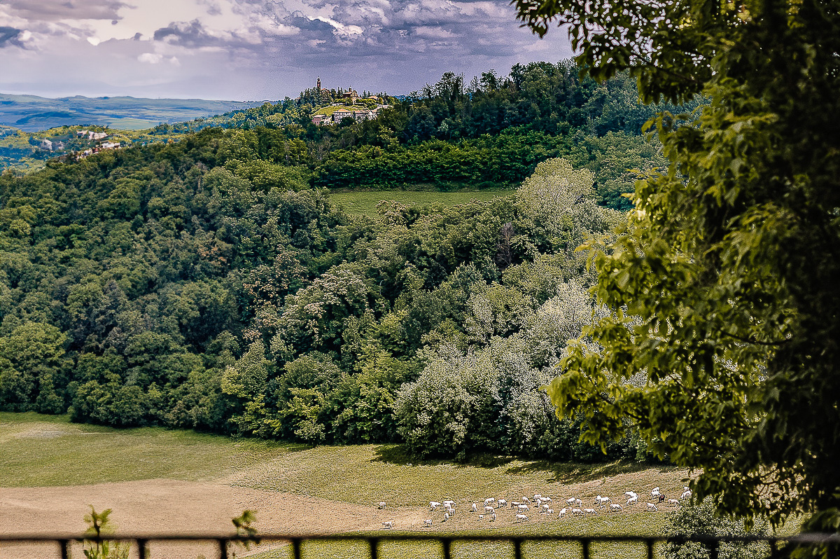 Matrimonio al castello di Cortanze. Panorama delle collina e di un gregge di pecore che bruca.