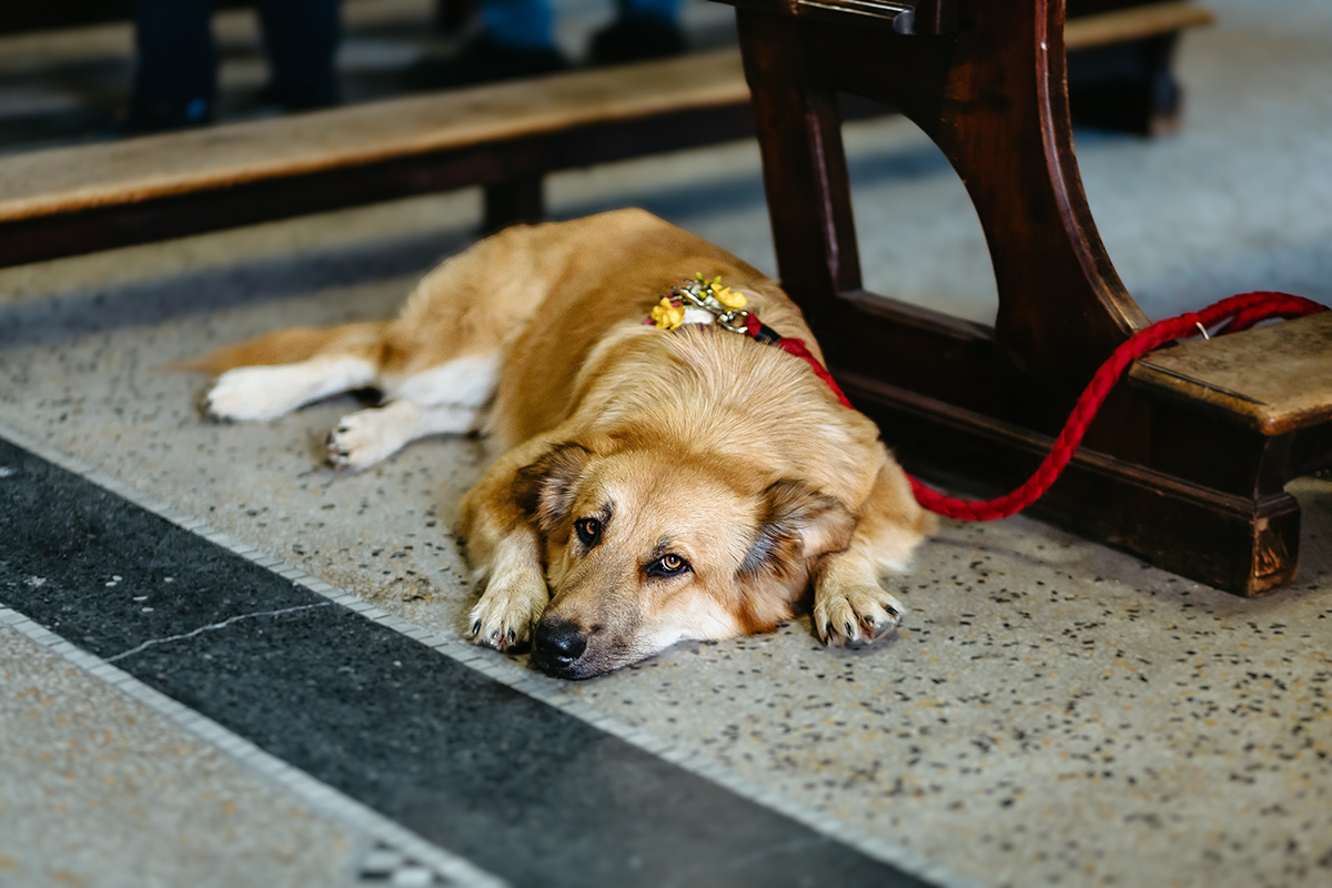 Matrimonio a Torino. Cerimonia nella chiesa Patrocinio San Giuseppe.Cane degli sposi