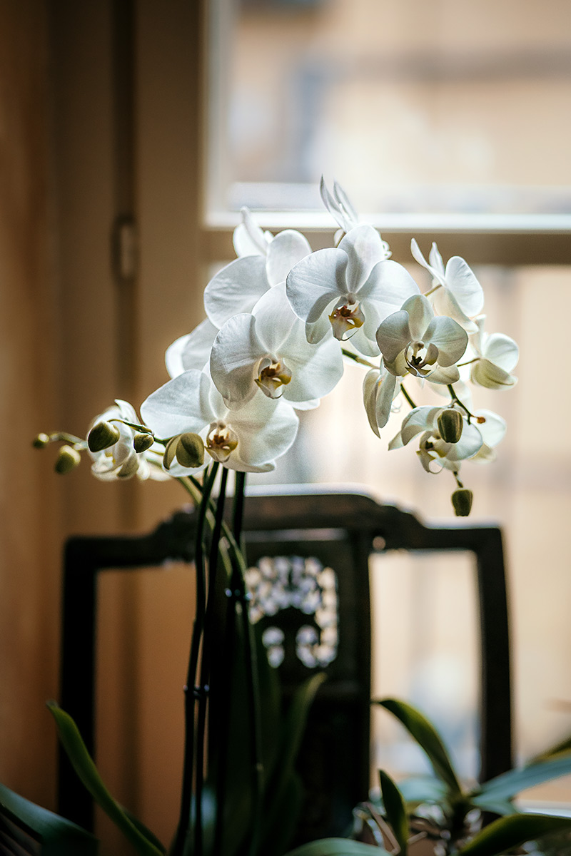 Matrimonio a Torino in un palazzo storico di Piazza Statuto. Preparazione della sposa. Orchidea