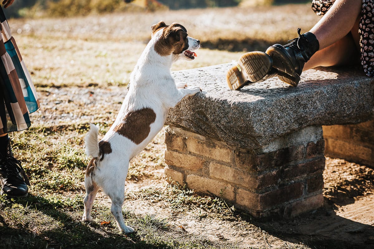 Servizio fotografico di famiglia autunnale in Monferrato.Cagnolina Jack Russell Nina
