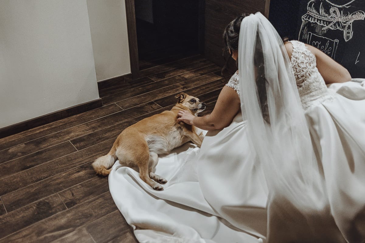 Matrimonio a Riva presso Chieri, preparazione della sposa.la sposa accarezza la cagnolina Miele che si è adagiata sul suo vestito.