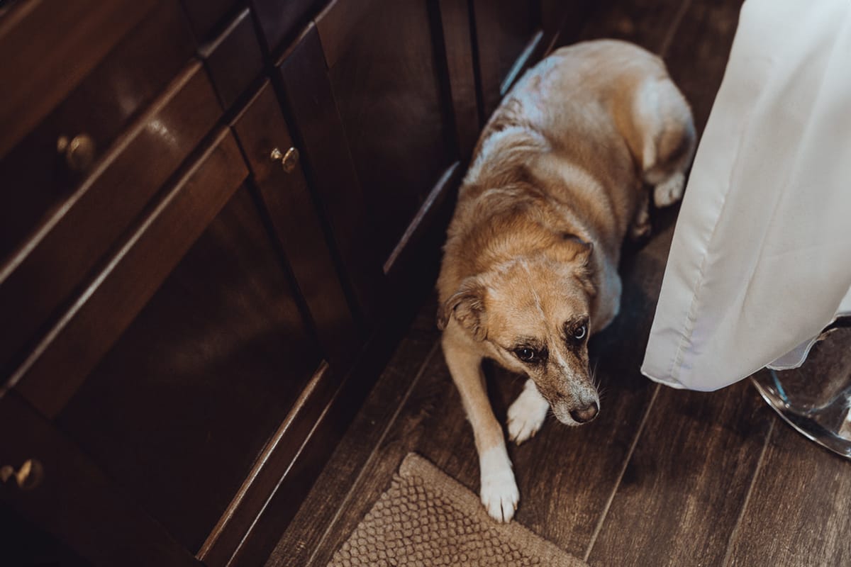 Matrimonio a Riva presso Chieri, preparazione della sposa. Cagnolina