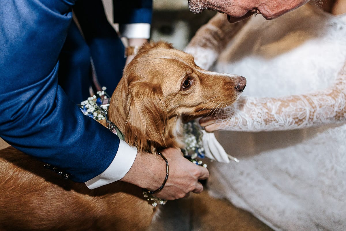 Matrimonio da favola al castello Canalis. Cerimonia. Sposa prende gli anelli dal collare della cagnolina.