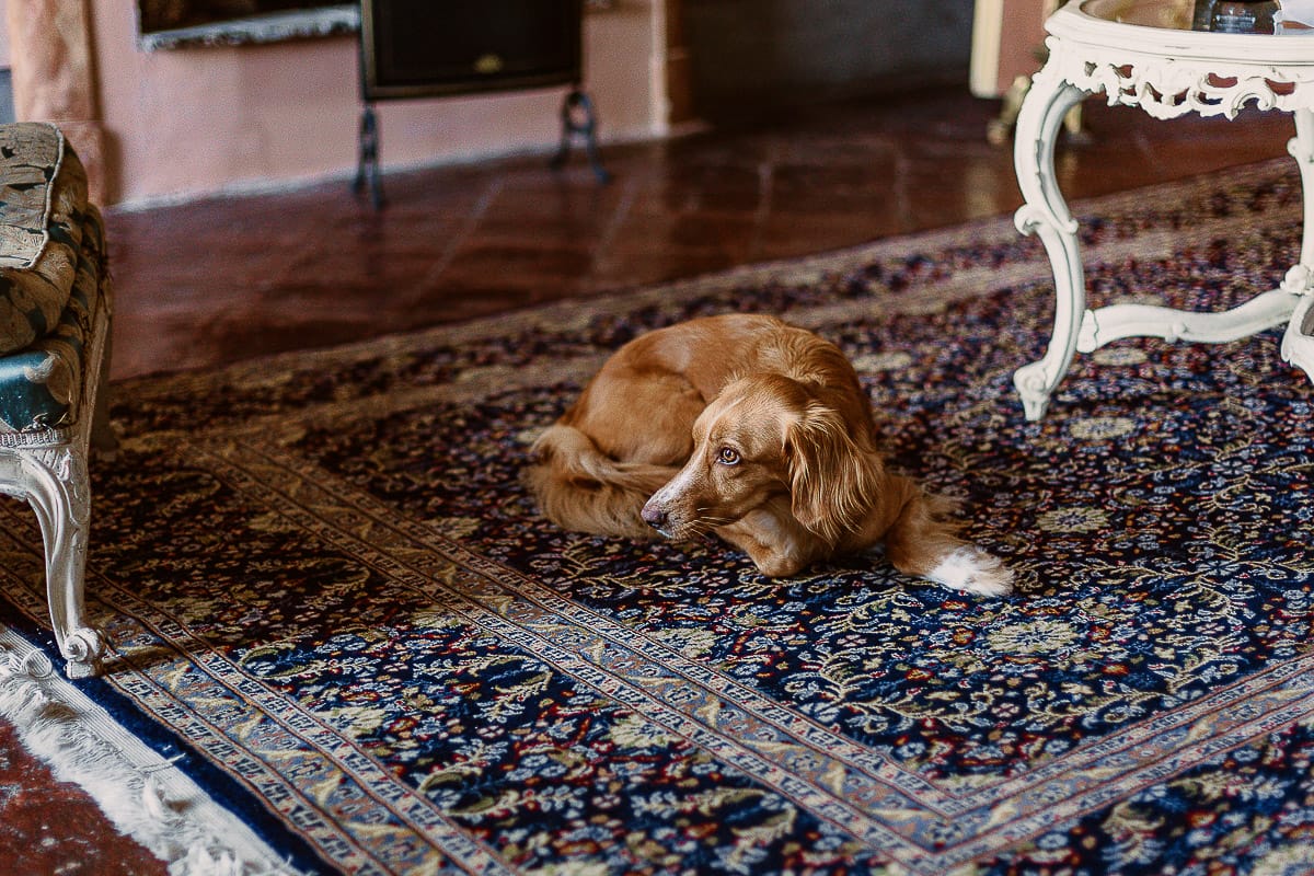 Matrimonio da favola al castello Canalis. Preparazione della sposa. Cagnolina Nadine.