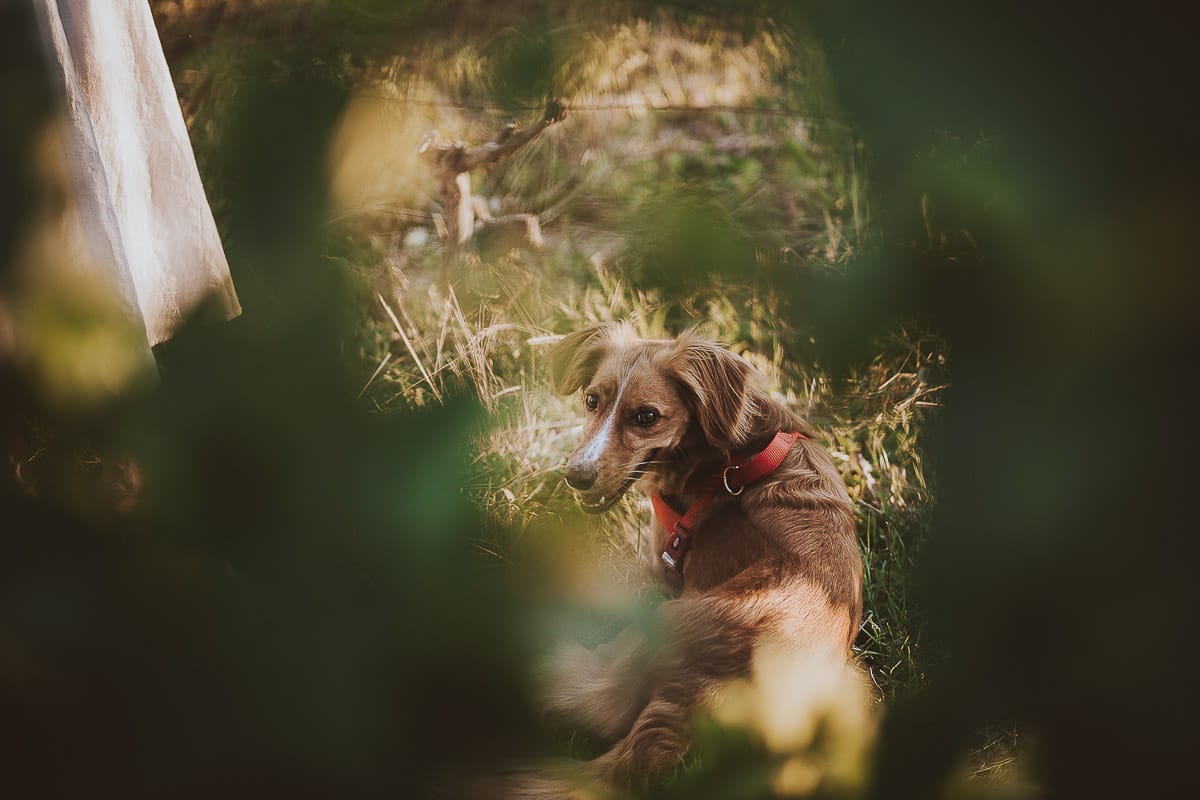 Prewedding romantico e da sogno al tramonto in Monferrato. la cagnolina Nadine.