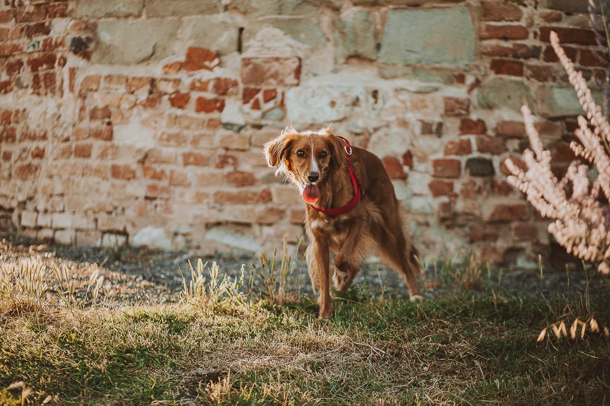 Prewedding romantico e da sogno in Monferrato. Nadin la cagnolina fulva.