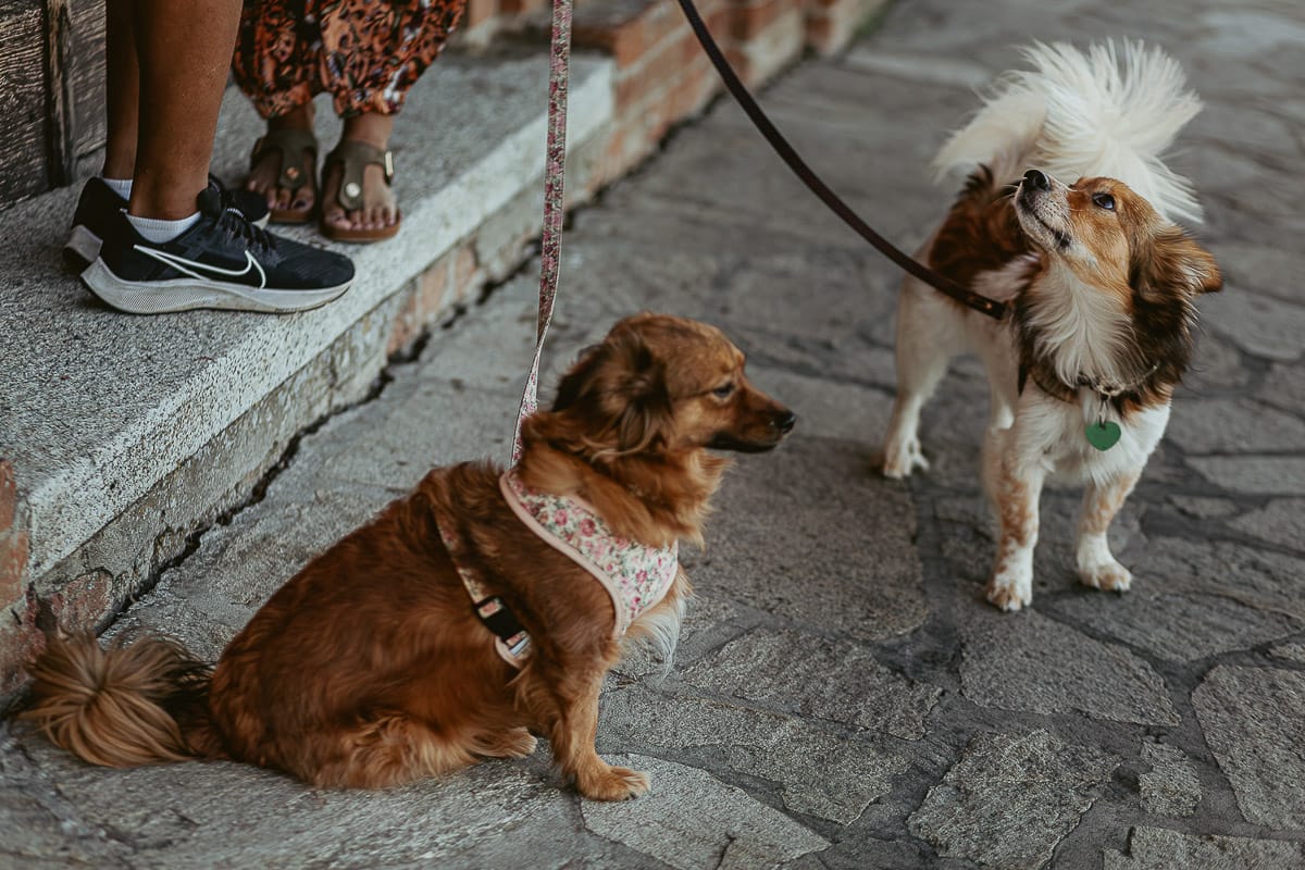 Prewedding da sogno a Nizza Monferrato intorno alla chiesa della Madonna della Neve. Fiammetta e Matteo davanti alla chiesa con i loro volpini Megan e Harry