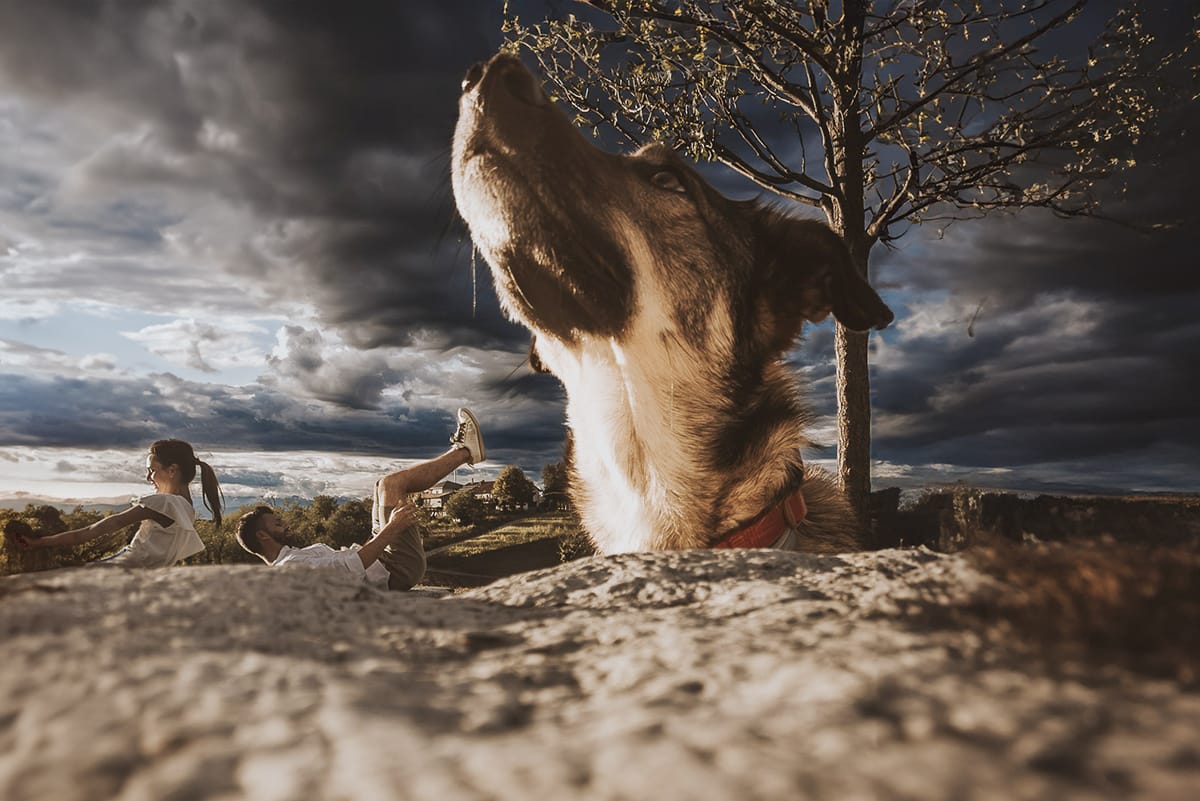 Prewedding spontaneo e poetico nel Monferrato a Mombello di Torino. Foto dal drone posato sul terreno. In primo piano il muso della cagnolina Macarena, dietro Federica e Riccardo