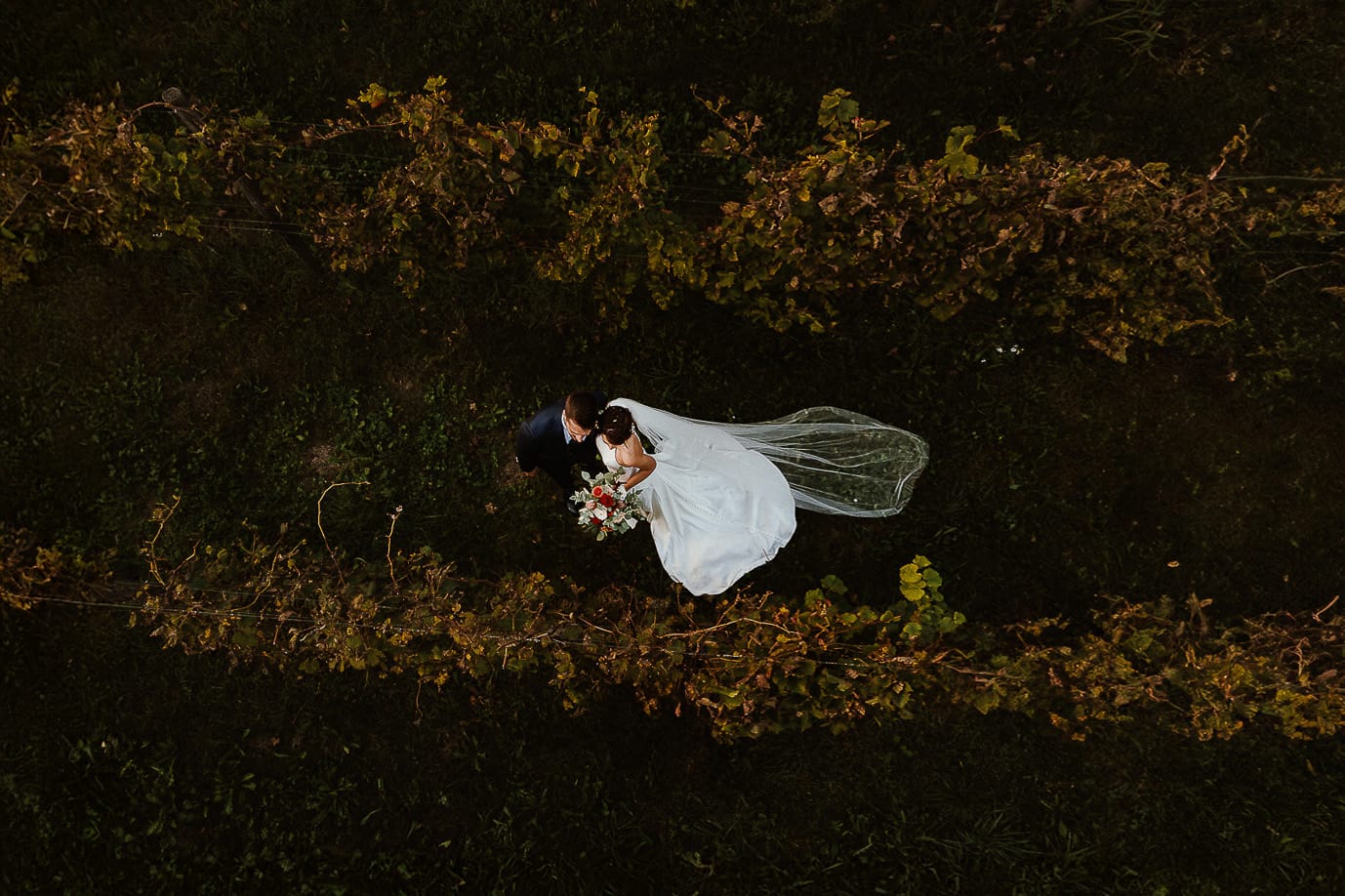 Fotografo matrimonio Torino. Matrimonio eco-consapevole a Cascina Ranverso. Ritratto degli sposi al tramonto. Sposi passeggiano nel vigneto.Foto dal drone