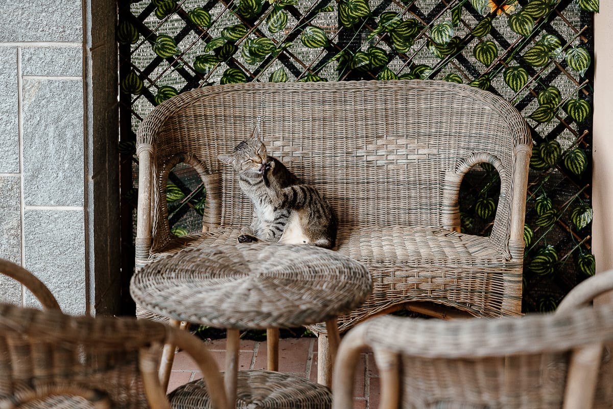 Fotografo matrimonio Chieri. Gatto degli sposi