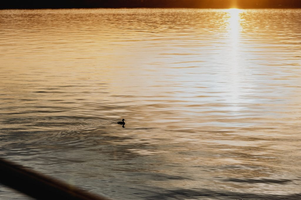 A serene moment captured during Ilaria and Luca's pre-wedding session at Lake Viverone. A duck glides peacefully across the tranquil waters. 