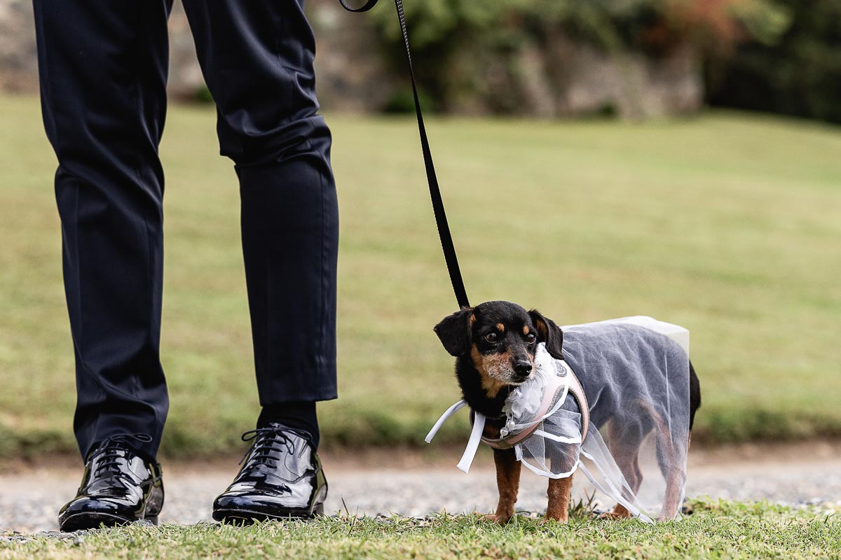 Fotografo Matrimonio Lago di Viverone, Tenuta Variselle. Cagnolina della mamma dello sposo.