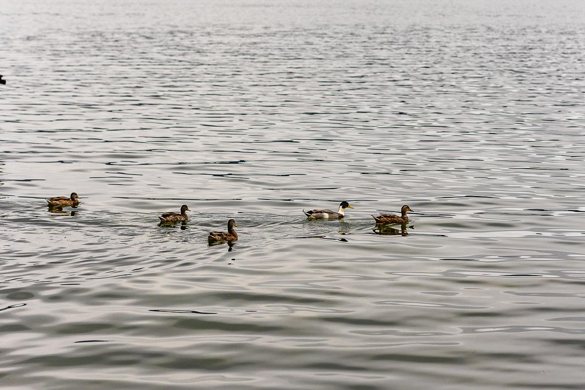 Fotografo Matrimonio Lago di Viverone, Tenuta Variselle. Fotografia di coppia degli sposi. Famiglia di anatre nel lago.