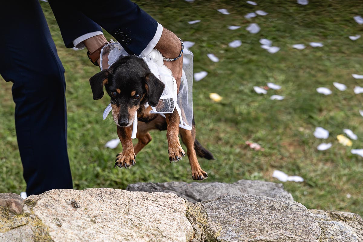 Fotografo Matrimonio Lago di Viverone, Tenuta Variselle. Cerimonia religiosa secondo il rito della Chiesa di Antiochia. Testimone fa partire la cagnolina con gli anelli.