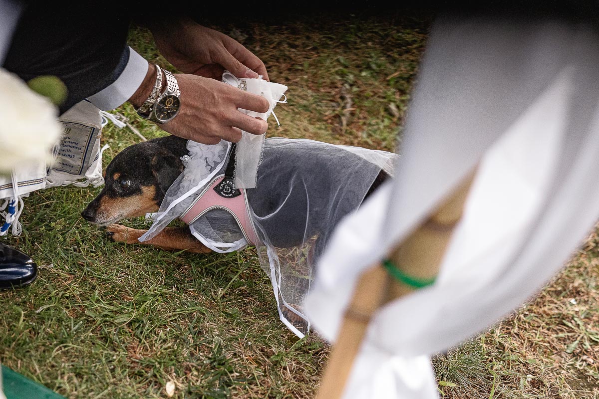Fotografo Matrimonio Lago di Viverone, Tenuta Variselle. Cerimonia religiosa secondo il rito della Chiesa di Antiochia. Sposo prende gli anelli dal cuscinetto sul collo della cagnolina.