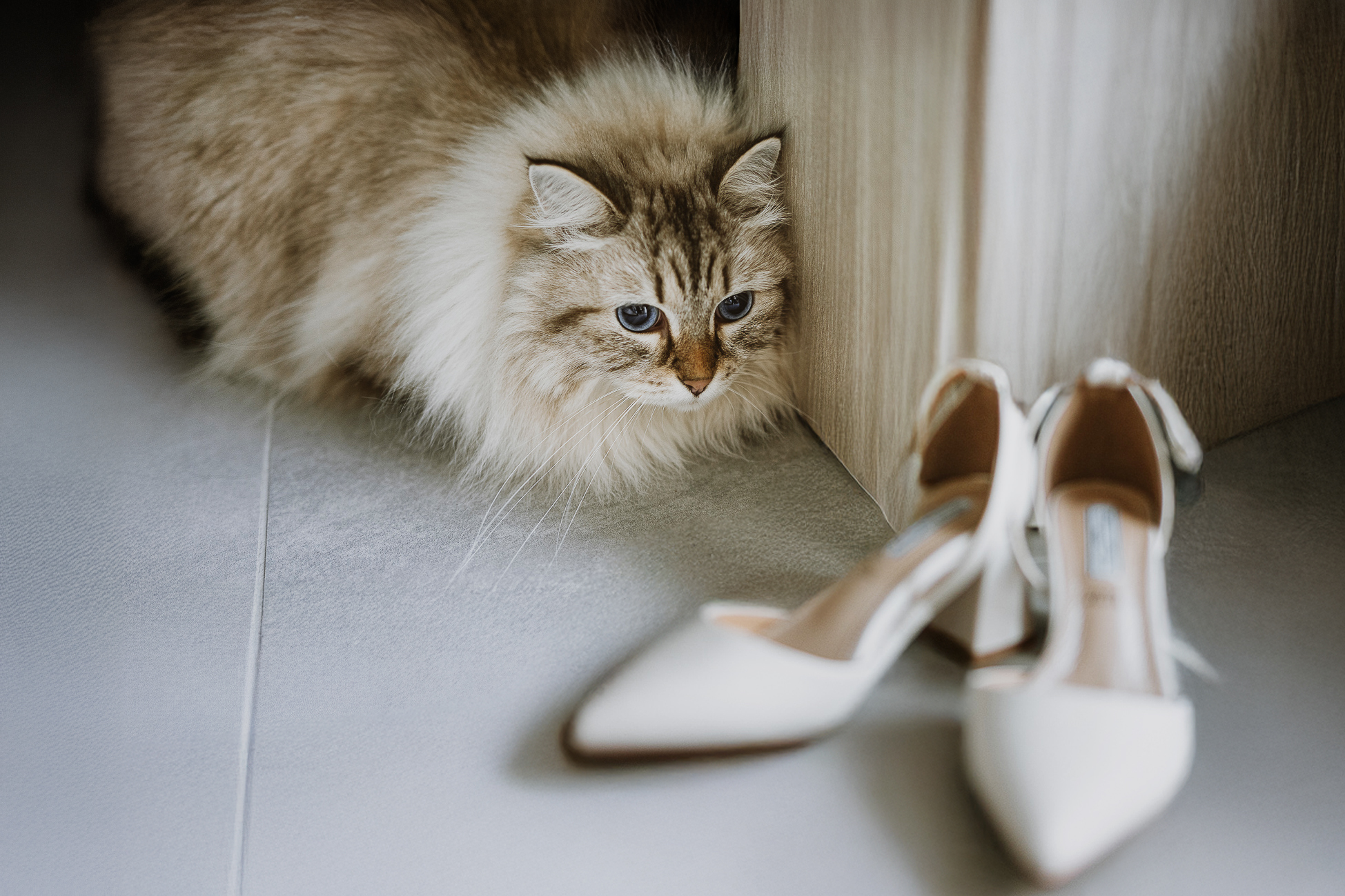 Matrimonio Lago di Candia Scarpe della sposa con il gatto dietro che le guarda